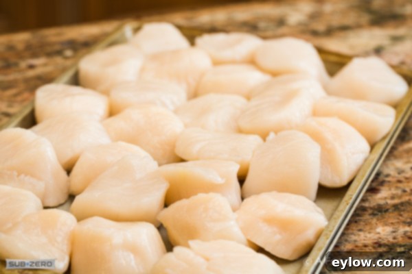 Big sea scallops ready to be skewered for grilling. 