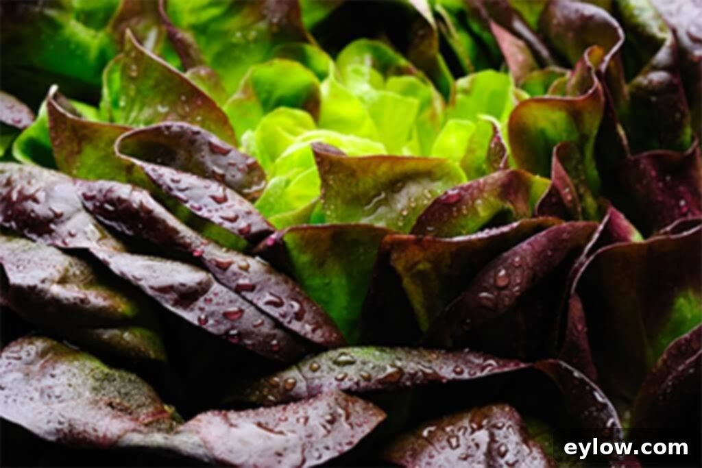 A head of red lettuce with water drops from washing.