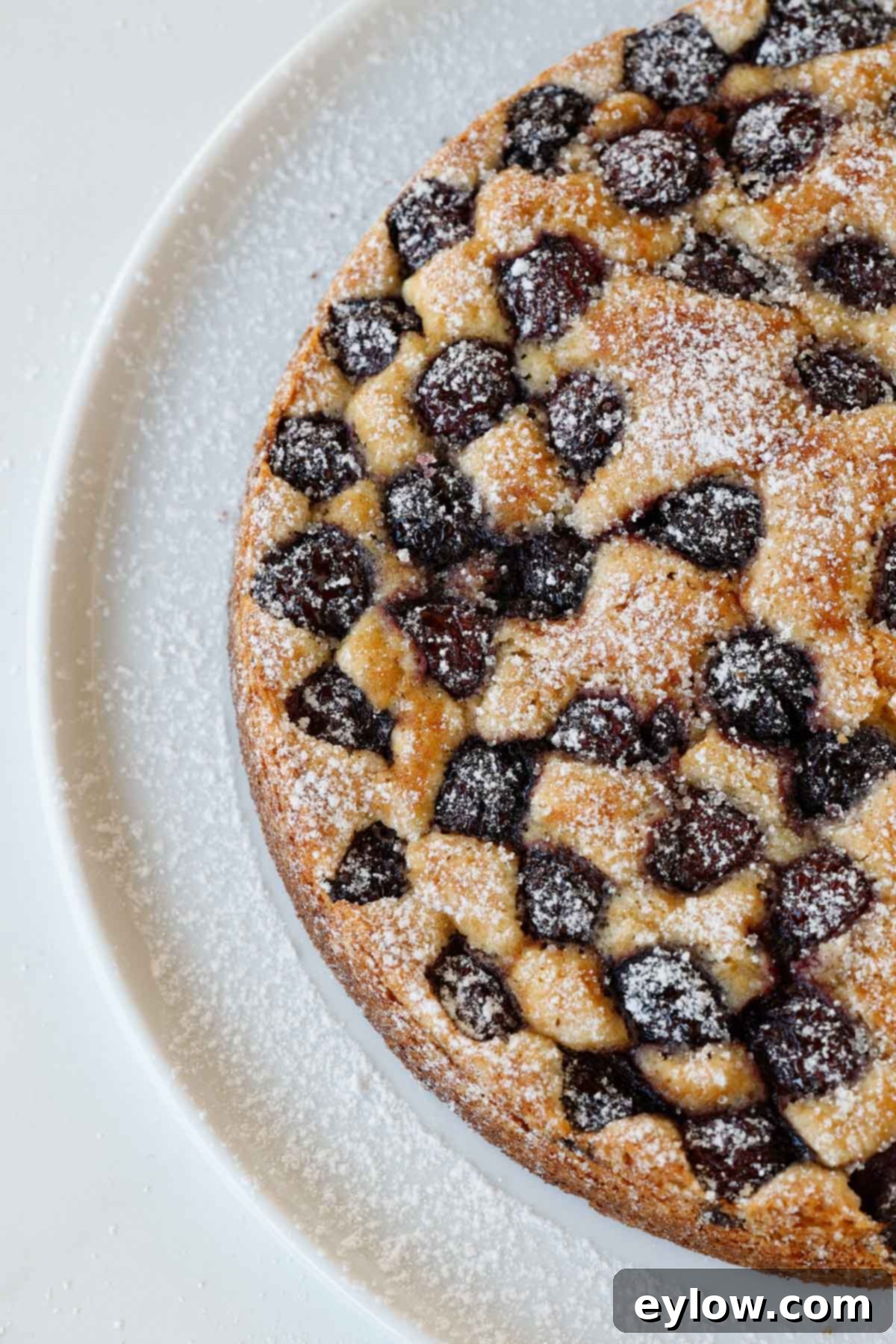 Close up of top of cherry cake studded with dark cherries and powdered sugar. 