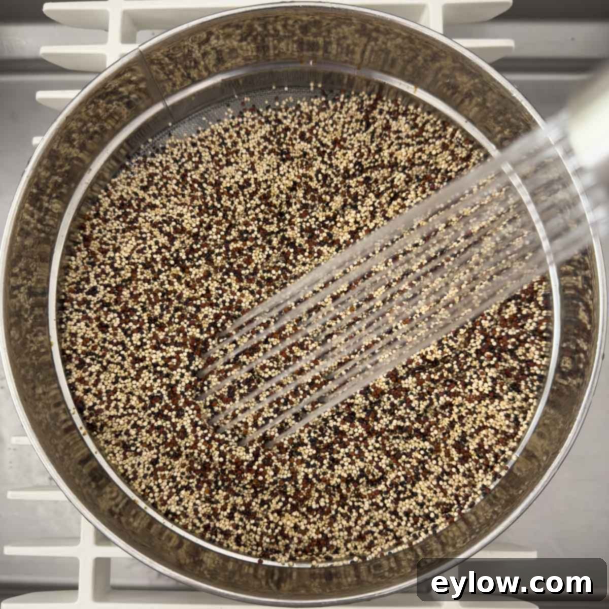 Rinsing tri-color quinoa in a sieve with a sprayer. 