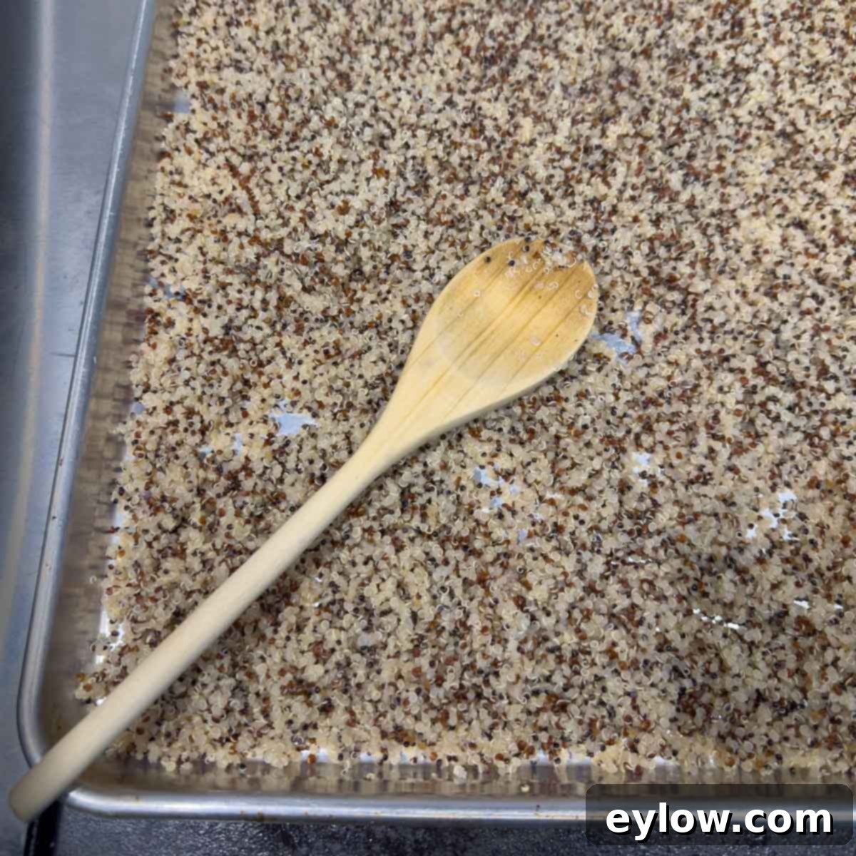 Quinoa cooling after cooking spread on a sheet tray.