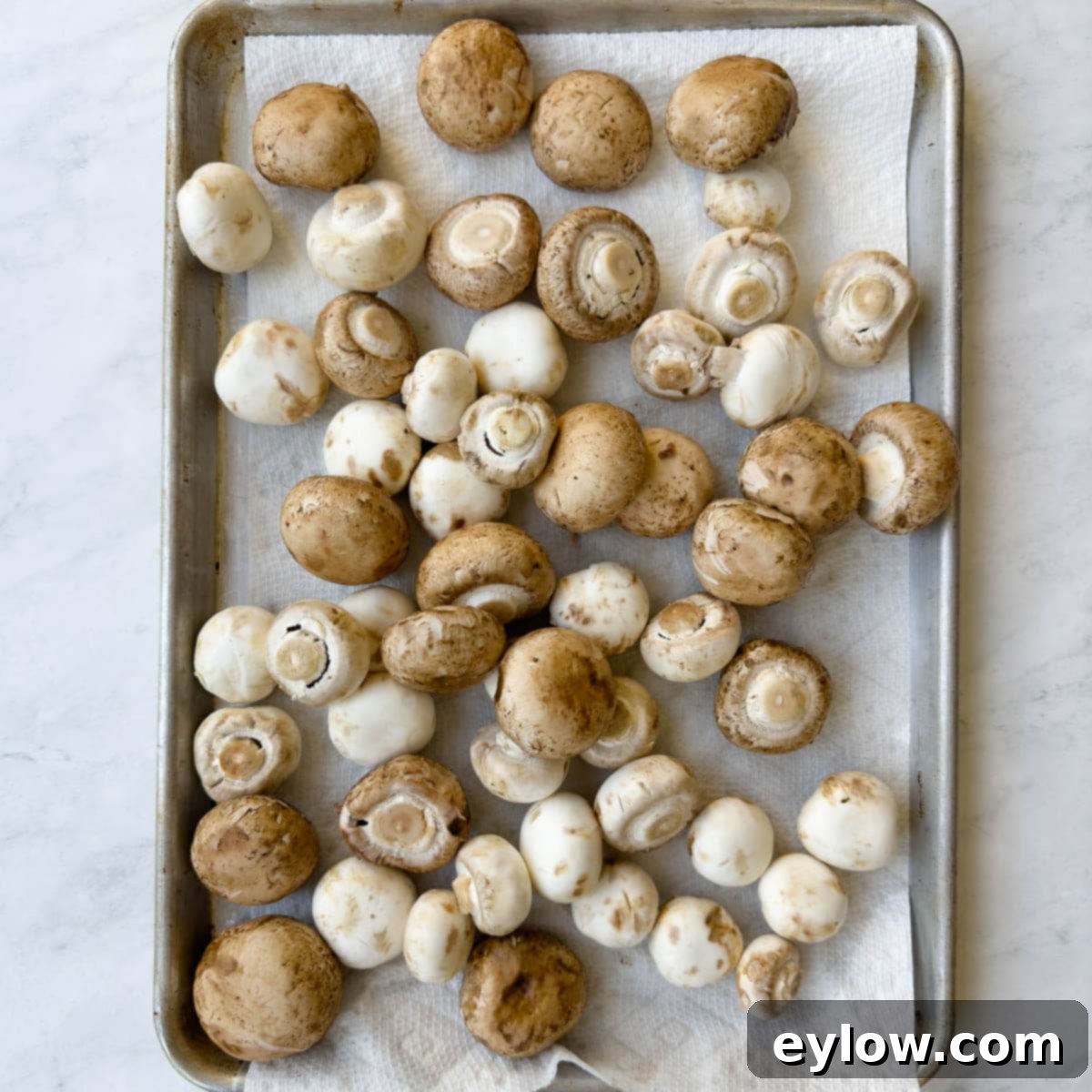 A tray of washed brown and white mushrooms drying on paper towels.